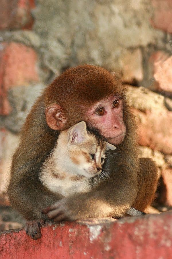 動物如此有趣和酷的一面，你見過沒？