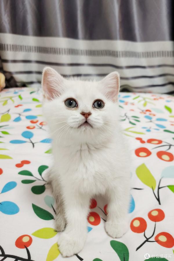 養三隻貓是一種怎樣的體驗？過來人的養貓（勸退）指南