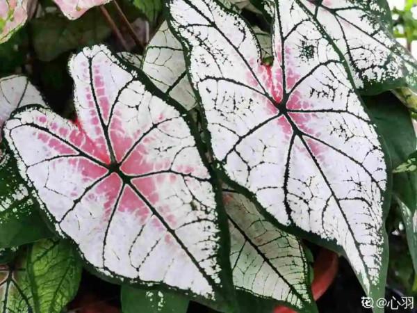 1種綠植特上檔次，葉子五彩斑斕，像打翻了調色盤