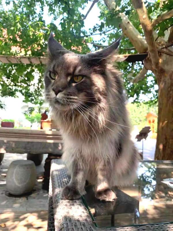 布能豹：我跑過最長的路是鏟屎官的套路