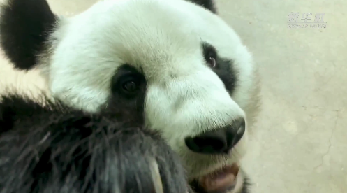 吃吃吃&hellip;&hellip;看熊貓如何過年胖三斤
