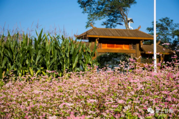美麗甘肅 | 舟曲坪定：蕎麥花開了！