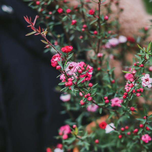 “24種”適合冬天種植的花草,現在種,來年春天花開滿園 “24種”適合冬天種植的花草,現在種,來年春天花開滿園
