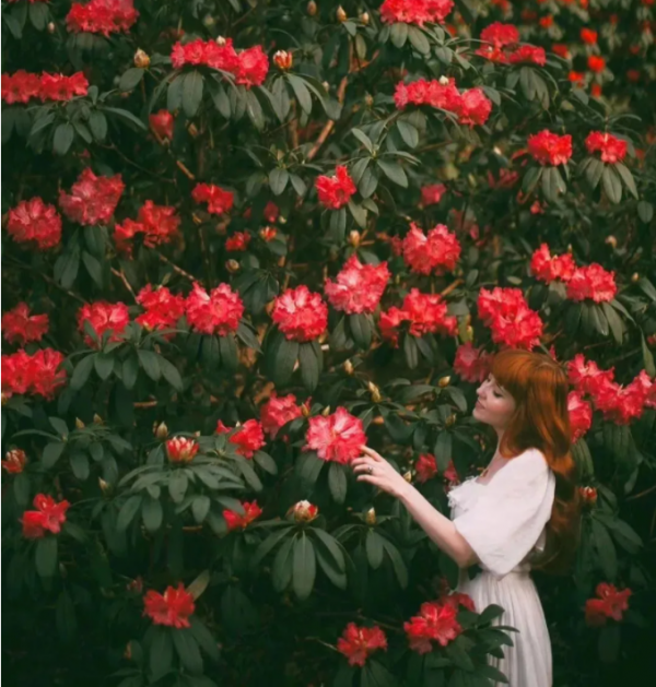 66萬一盆花，是有價無市，還是貨真價實？