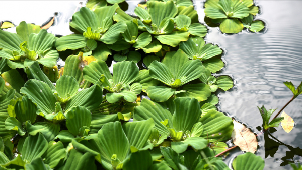 農村水塘裡的一種“肥豬草”，以前用來餵豬，現在市場上15元一斤