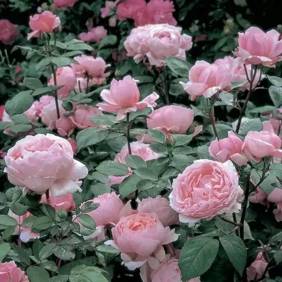 月季品種裡，據有牡丹月季之稱的6個品種，爭奇鬥豔，美不勝收