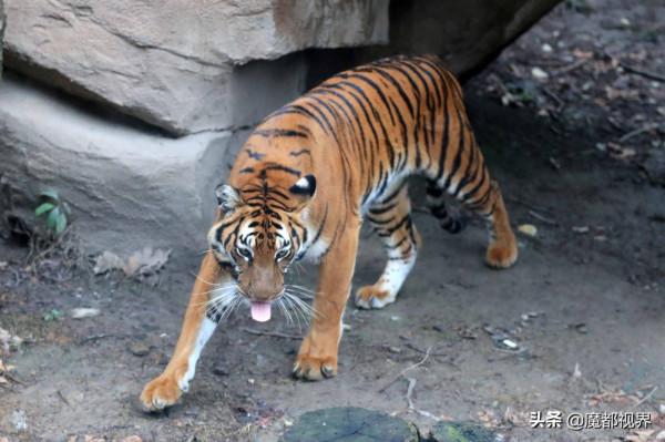 虎頭虎腦 虎虎生威 這波老虎表情包值得擁有