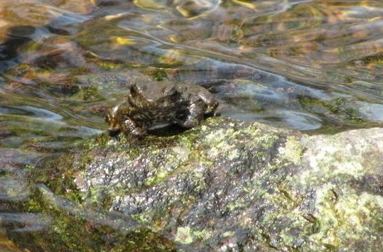 擁有“山珍”之稱的石蛙,高達200元1斤,為何敢養的農民卻不多? 擁有“山珍”之稱的石蛙,高達200元1斤,為何敢養的農民卻不多?