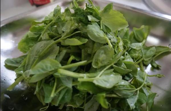 吃萵筍尖不如吃它,現在剛上市,買來鍋裡燙30秒鐘就出鍋,非常鮮 吃萵筍尖不如吃它,現在剛上市,買來鍋裡燙30秒鐘就出鍋,非常鮮