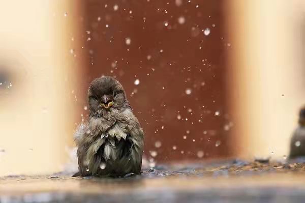雨中動物的精彩瞬間,真的非常可愛 雨中動物的精彩瞬間,真的非常可愛
