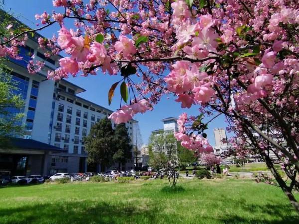 八種花,養成老樁最“旺家”,開花倍有精神氣兒 八種花,養成老樁最“旺家”,開花倍有精神氣兒