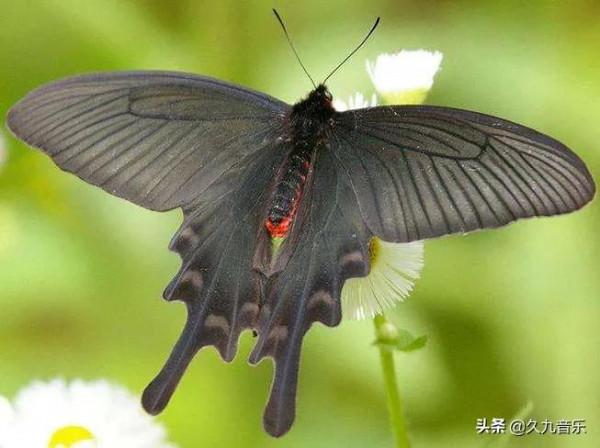 世界上最美麗的蝴蝶