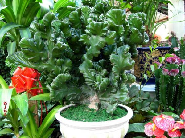 6種&OpenCurlyDoubleQuote;醜八怪&rdquo;盆栽，養在客廳特霸氣，還有旺家宅的好寓意