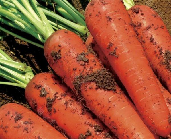 農民伯伯說種植胡蘿蔔主要掌握四個步驟,定能長出又粗又長鬍蘿蔔 農民伯伯說種植胡蘿蔔主要掌握四個步驟,定能長出又粗又長鬍蘿蔔