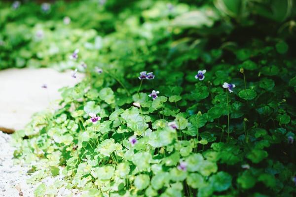 耐寒花草清單,一共14種,有些零下30度凍不死,很適合秋天栽種 耐寒花草清單,一共14種,有些零下30度凍不死,很適合秋天栽種