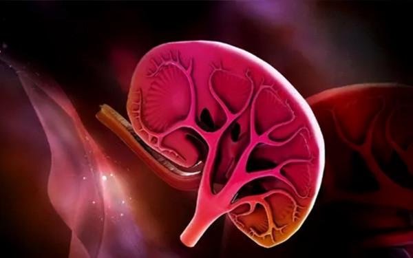 過敏性紫癜偶爾一兩個紅點，會影響到腎臟嗎？