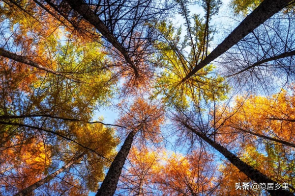 秦嶺紅葉房開售 | 一座座山間小屋，藏著秦嶺最美的秋
