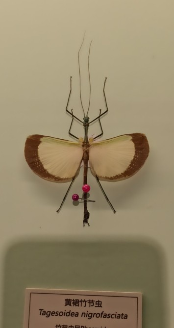 北京自然博物館竹節蟲