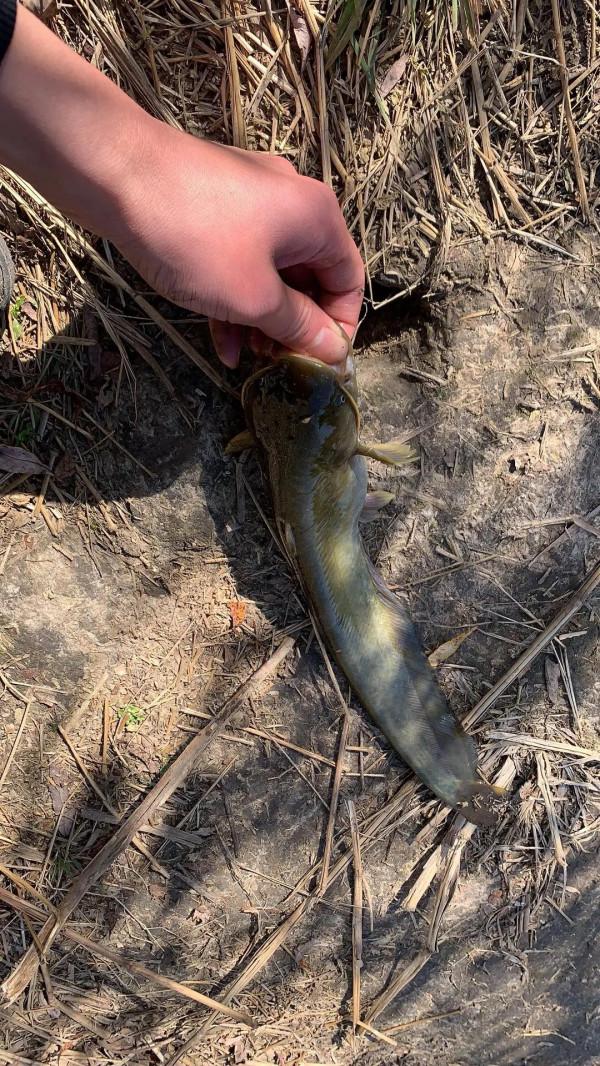 這樣釣鯰魚瞬間爆護 這樣釣鯰魚瞬間爆護