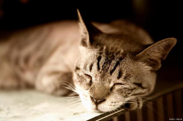 田園貓患急性腎衰竭，主人想救治，爸媽勸放棄