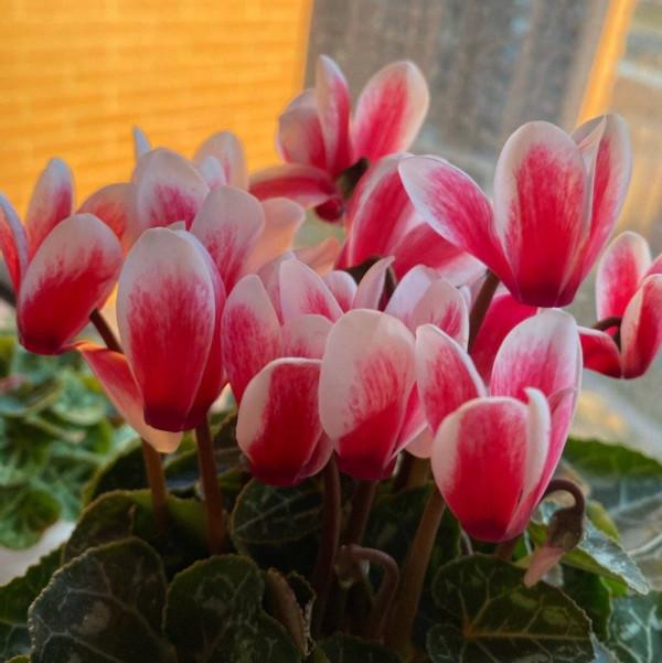 適合冬季養的“3種花”，天天有花可看，越冷花越豔、吉祥又美麗