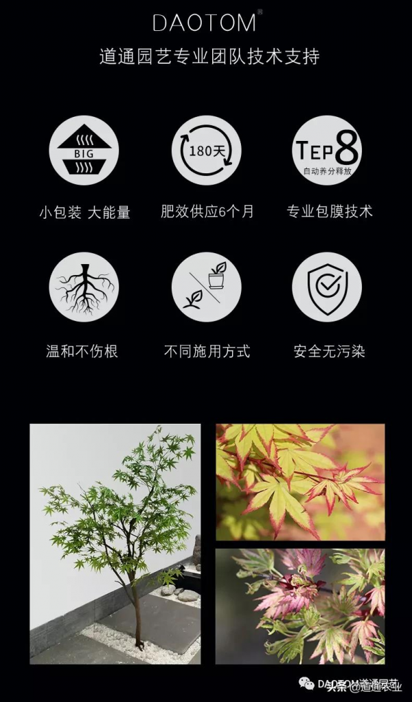 楓樹養護必備丨DAOTOM家庭園藝顆粒控釋肥楓樹專用型 楓樹養護必備丨DAOTOM家庭園藝顆粒控釋肥楓樹專用型