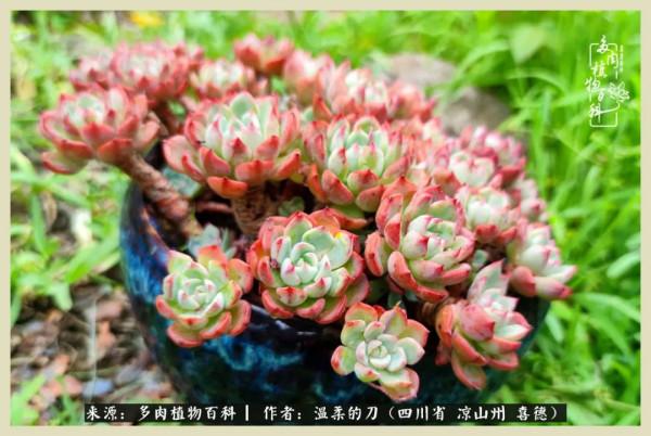 風吹過的夏天,你是仙子落凡間 風吹過的夏天,你是仙子落凡間