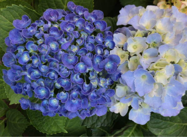 “外甥正月不剃頭”，8種花正月不能剪，還要再忍1個月