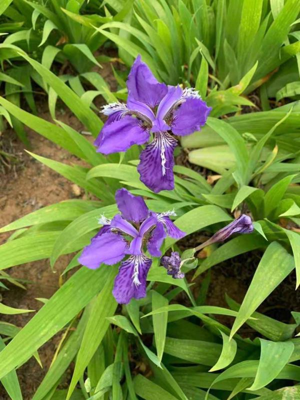 秋天土裡埋個“洋蔥頭”,成活很容易,開出絕美花箭 秋天土裡埋個“洋蔥頭”,成活很容易,開出絕美花箭