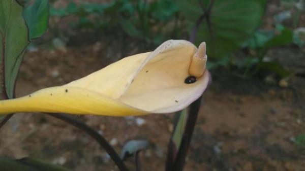 這種植物被稱為“芋”，不僅營養價值高，並且花也很美味