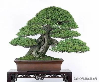 美哉！2021年日本盆栽大展圖鑑