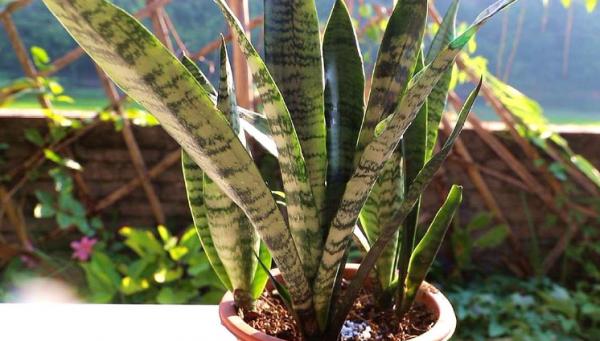 3種健康花，客廳養一盆，格調高壽命長，乾淨，健康，運氣好