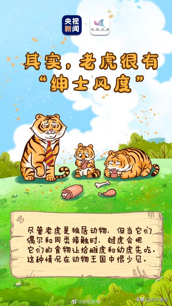 老虎剃掉毛髮依然擁有條紋衫