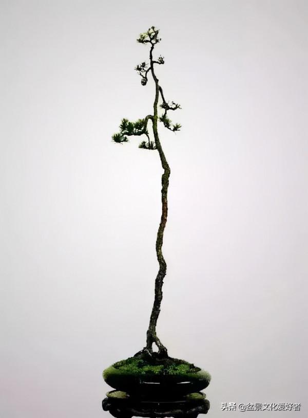 簡到極致盆景，卻蘊涵著美