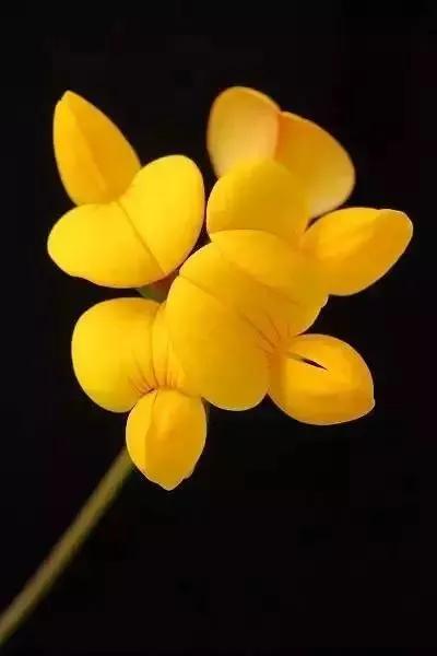 世界上100種奇花，你見過的有哪些