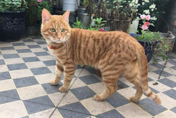 為什麼越來越多人養“黃狸貓”?網友:養了之後就不想換貓了 為什麼越來越多人養“黃狸貓”?網友:養了之後就不想換貓了