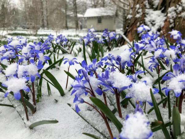 球根種植正當時，這4款稀有球根植物，多年生、復花性