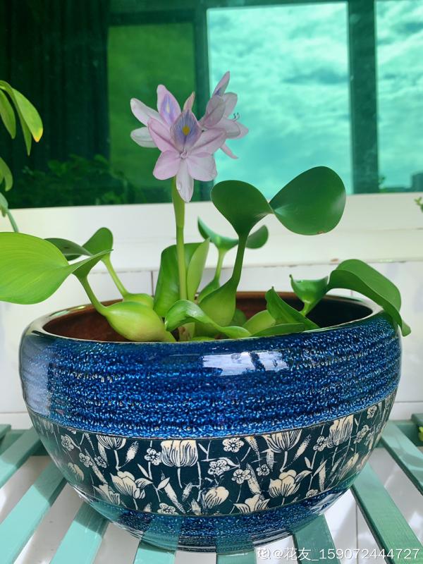 蓮花配仲夏,這3種“蓮”養好了,盆內開滿花 蓮花配仲夏,這3種“蓮”養好了,盆內開滿花