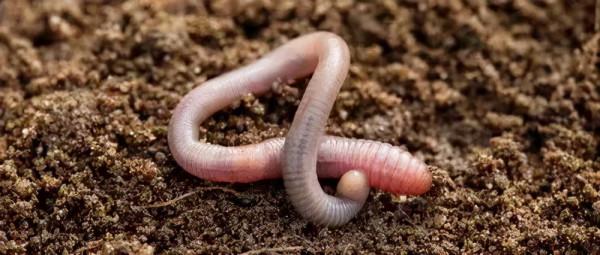 冬至：數九寒天一陽生，滋補暖胃禦寒溼