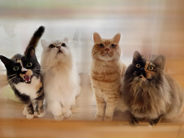 貓別墅還能這麼玩兒？