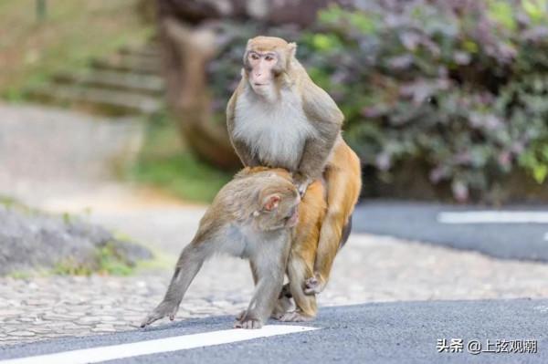 中國虎園&mdash;&mdash;欣賞動物動物世界的好去處