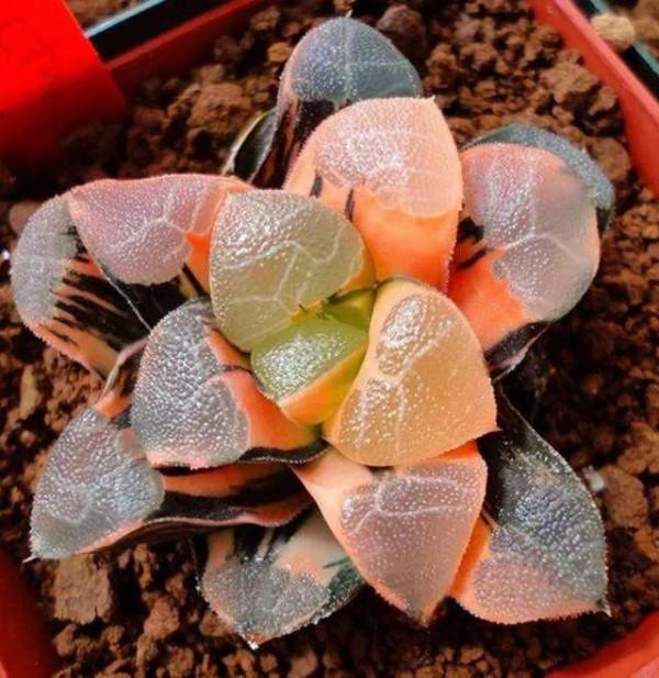 神奇的大自然之多肉植物！竟然很多都沒見過！太神奇了！（下）