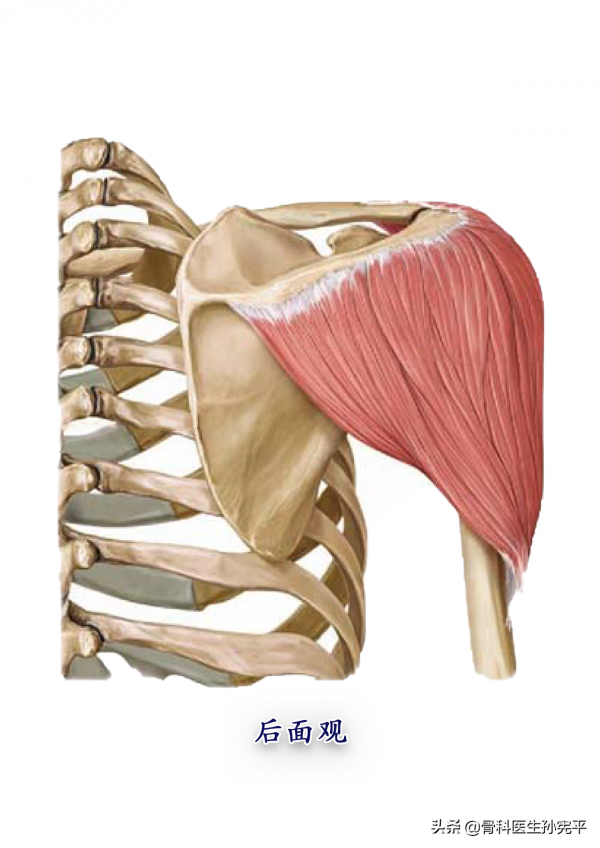 解剖圖譜｜上肢及軀幹部分肌肉