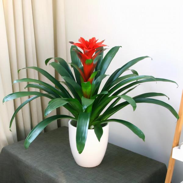 八種“旺財花”，一曬就黃葉，放在“半陰地”反而長得旺