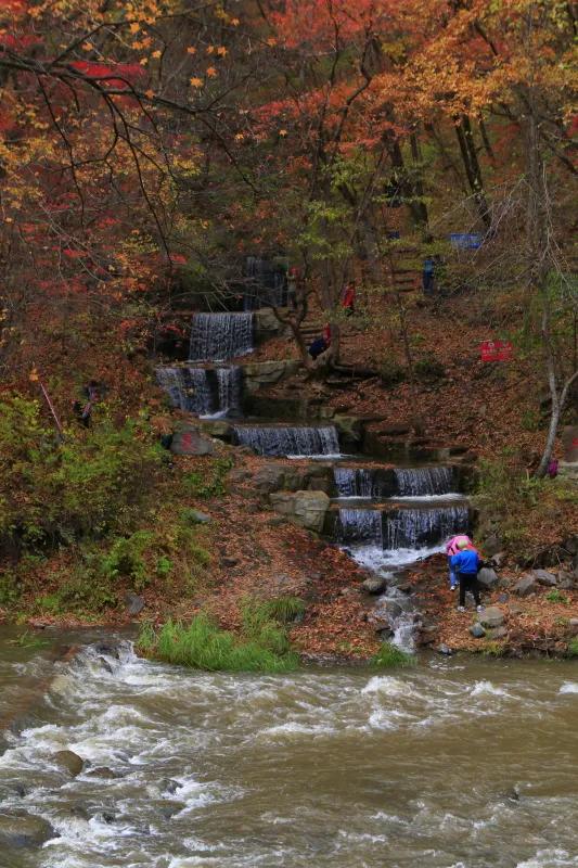 遼寧清原筐子溝楓葉正紅