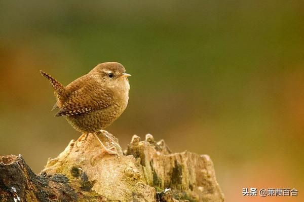 世界上最可愛的鳥，融化你的心