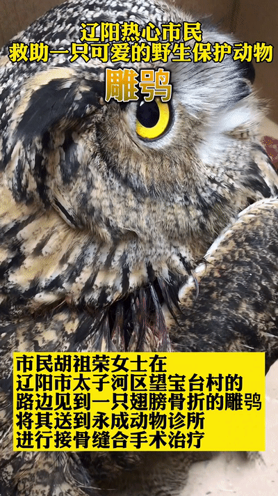 遼寧“大貓頭鷹”受傷被救,竟是國家保護動物!本名真不容易唸對 遼寧“大貓頭鷹”受傷被救,竟是國家保護動物!本名真不容易唸對