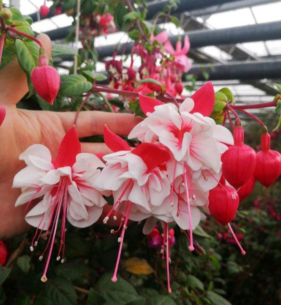 6種“吉祥花”，曬曬大太陽，紅紅火火開一冬，富貴滿屋子