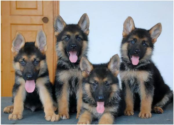 昆明犬和德牧區別在哪,你會選養哪隻? 昆明犬和德牧區別在哪,你會選養哪隻?