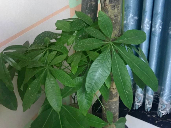 堪稱“養花利器”的黃豆該怎麼用？2種技巧，任你選擇